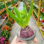Hyacinth (Hydroponic) - Image 5