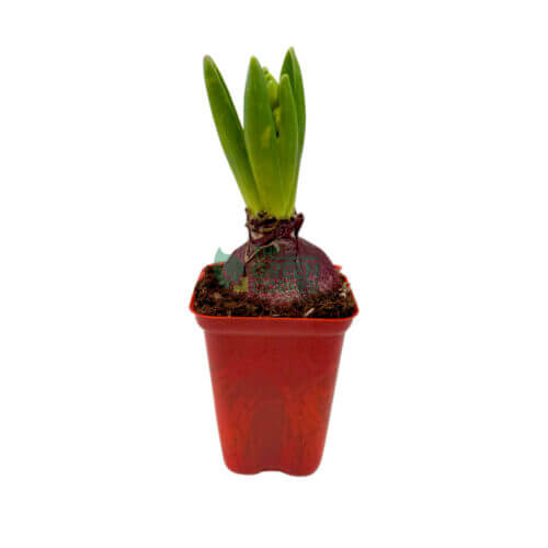 Hyacinth (Soil)