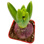 Hyacinth (Soil) - Image 3