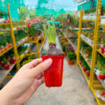 Soil for Your Garden in Singapore