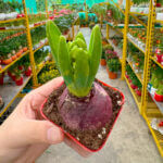 Tips for Indoor Plants