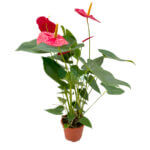 Anthurium (Red)