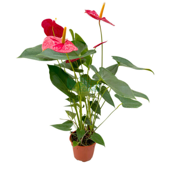 Anthurium (Red) - Image 1