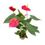 Anthurium (Red) - Image 2