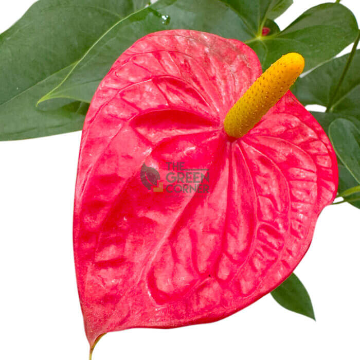 Anthurium (Red) - Image 3