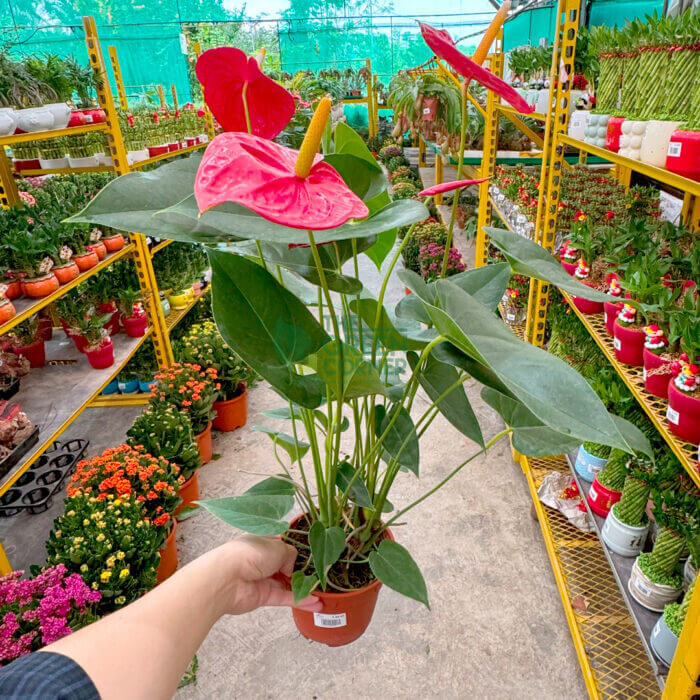 Anthurium (Red) - Image 4
