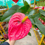 Anthurium (Red) - Image 5