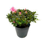 Azaleas