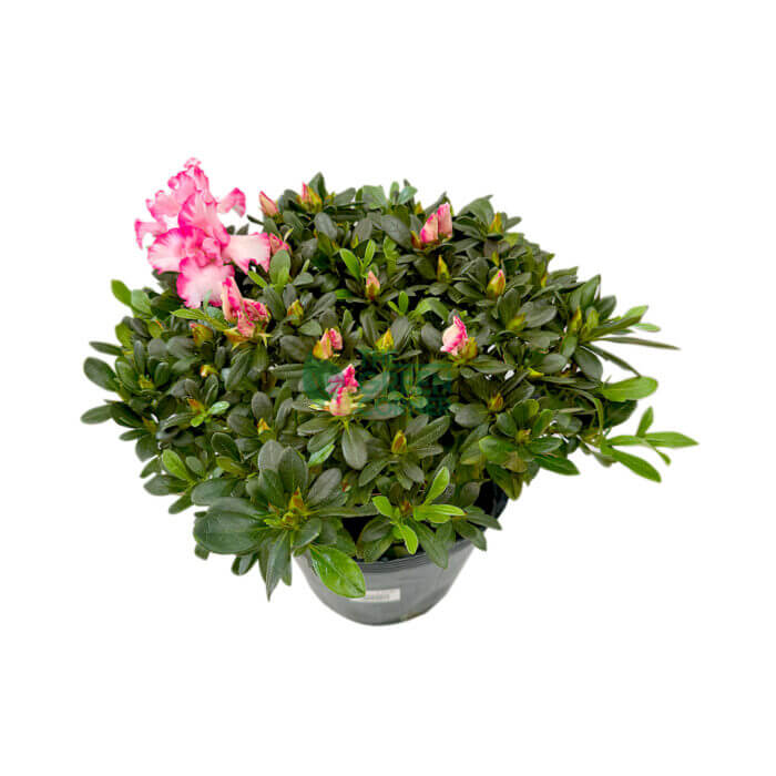 Azaleas - Image 2