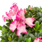 Azaleas - Image 3
