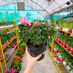 Azaleas - Image 4