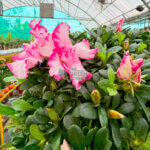 Azaleas - Image 5