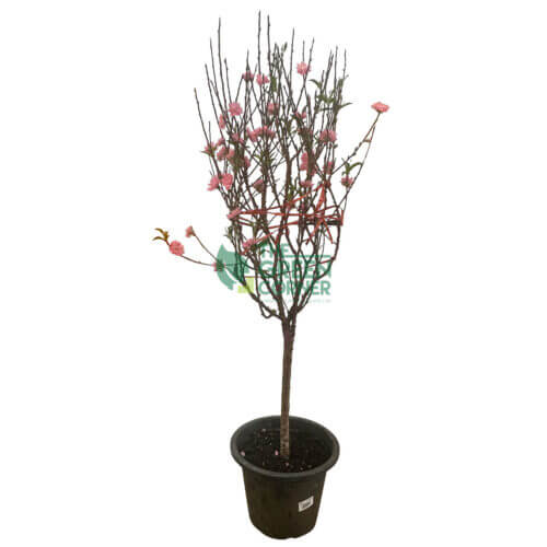 Cherry Blossom