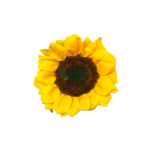 Flowers Bouquet Corporate Gifts - Image 6