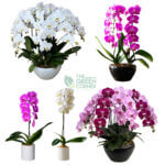 Orchids Corporate Gifts