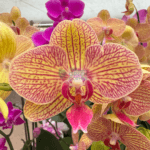 Orchids Corporate Gifts - Image 3