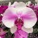 Orchids Corporate Gifts - Image 6