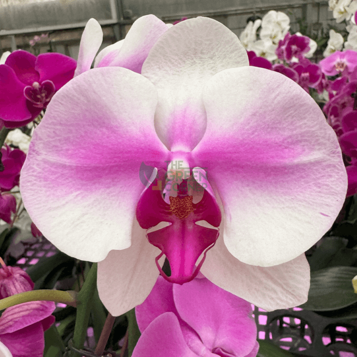 Orchids Corporate Gifts - Image 6