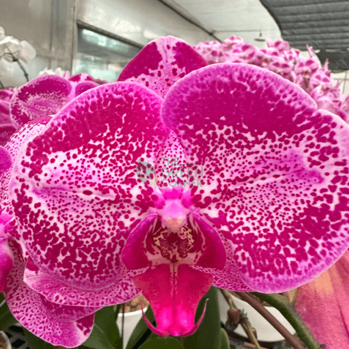 Orchids Corporate Gifts - Image 5