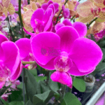 Orchids Corporate Gifts - Image 4