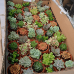 Succulents Corporate Gifts - Image 4