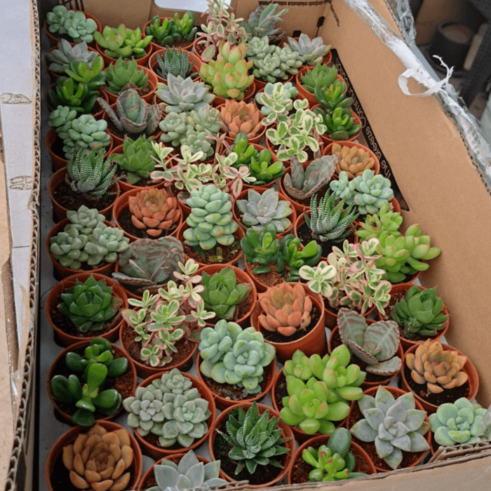 Succulents Corporate Gifts - Image 4