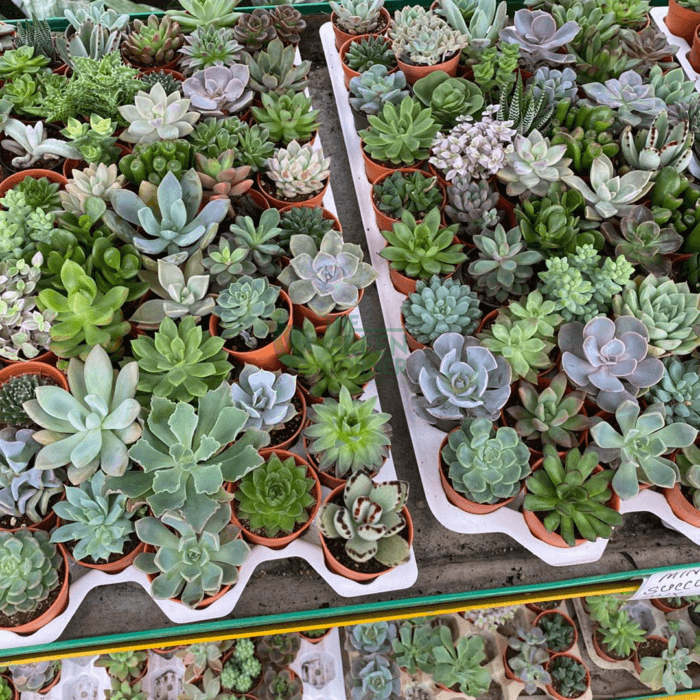 Succulents Corporate Gifts - Image 5