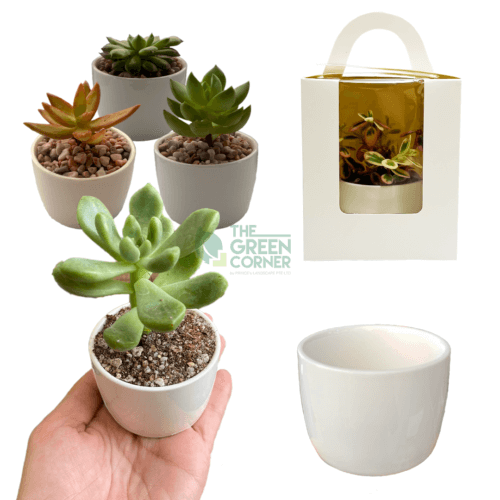 Succulents Corporate Gifts
