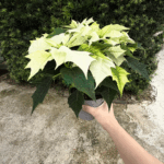 Poinsettia Alaska - Image 4