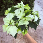 Poinsettia Alaska - Image 6