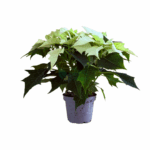 Poinsettia Alaska