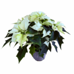 Poinsettia Alaska - Image 2