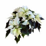 Poinsettia Alaska - Image 3