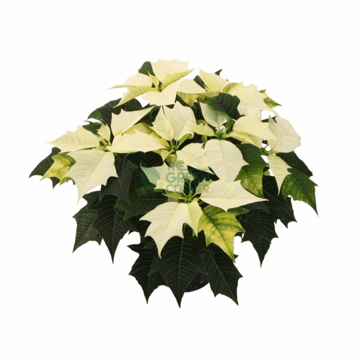 Poinsettia Alaska - Image 1