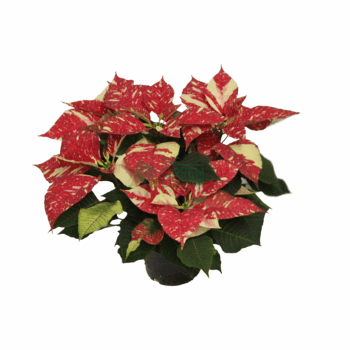 Poinsettia Superba New Glitter