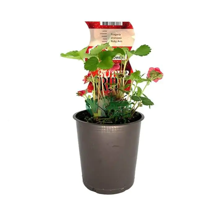 Fragaria x ananassa 'Ruby Ann' Strawberry Plant Pot 120mm