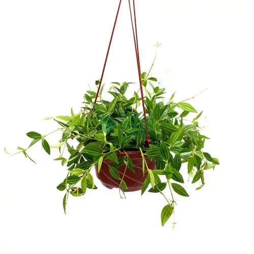Peperomia puteolata 'Parallel Peperomia' in a Hanging Pot 170mm