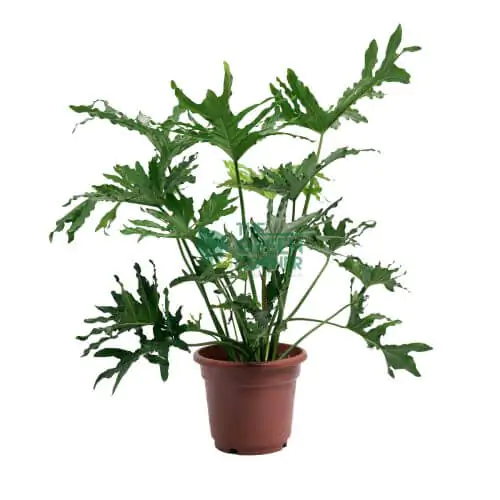 Philodendron Selloum Pot 270mm