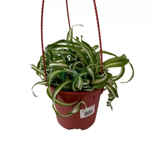 Chlorophytum comosum Bonnie Curly Spider